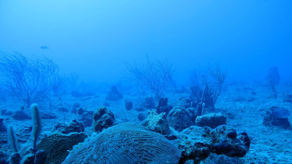 Reefs, rocks and plants on a sea floor, in blue light.