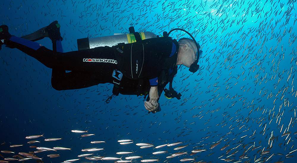 scuba diver swimming amid a school of fish