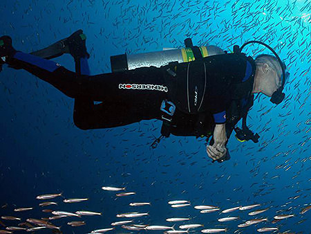 diver swimming among a school of fish