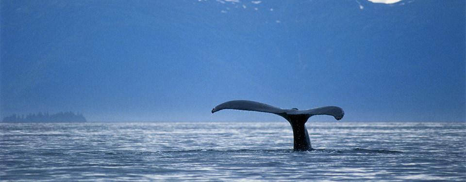 whale tail breaching