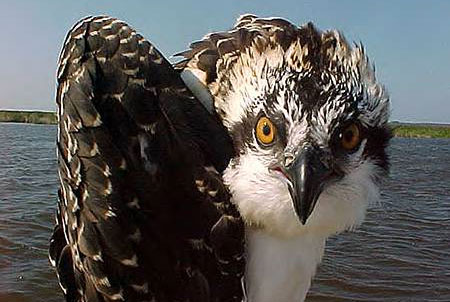 An osprey looking at the camera