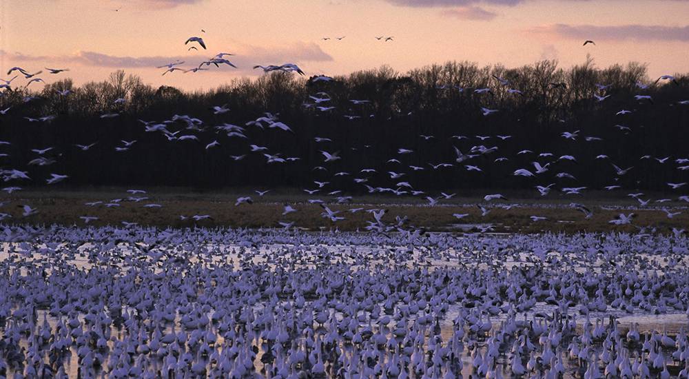 thousands of geese resting at Bombay Hook National Wildlife Refuge