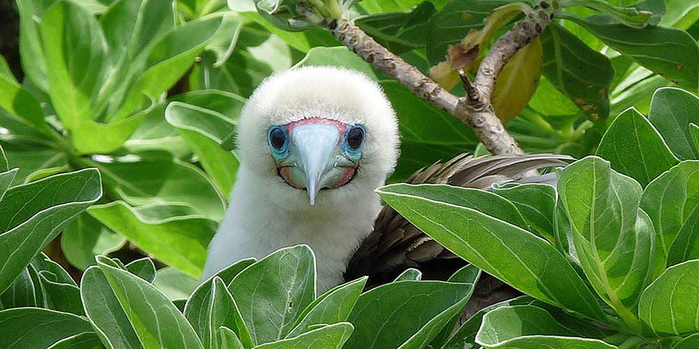 red footed booby in a tree at palmyra atoll