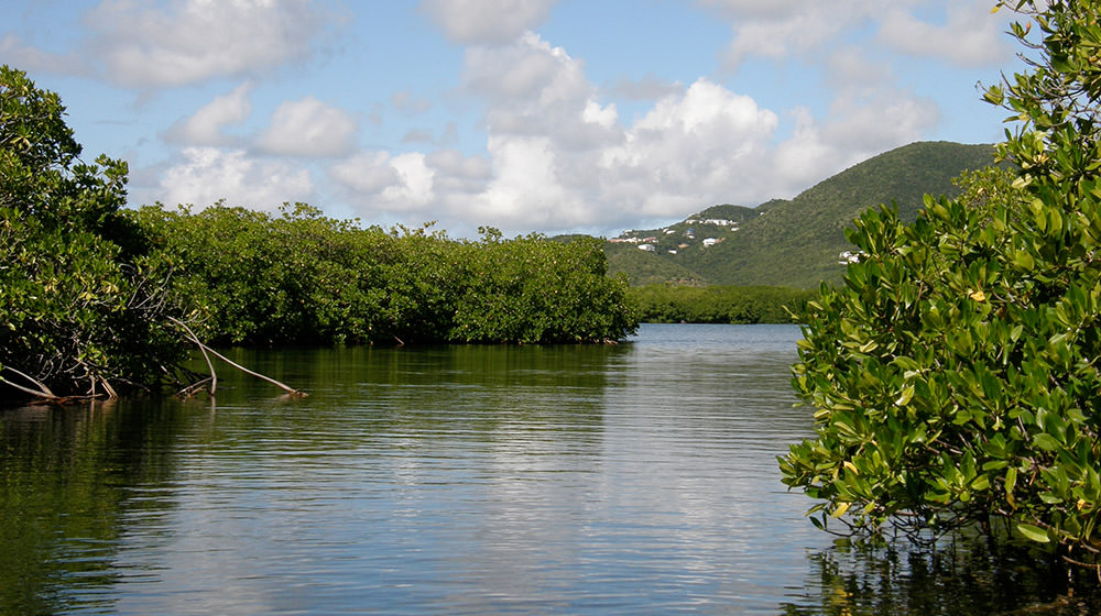 st thomas mangrove lagoon