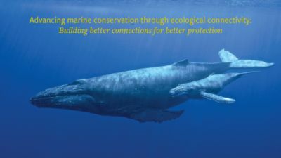 Screenshot of the Advancing marine conservation through ecological connectivity: Building better connections for better protection paper, including an image of a whale.