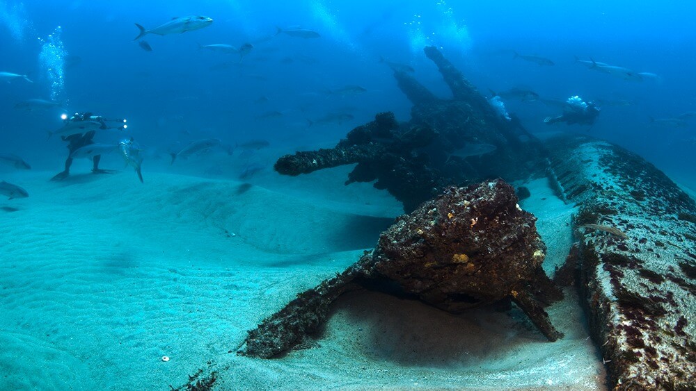 Divers and fish swim around a shipwreck.