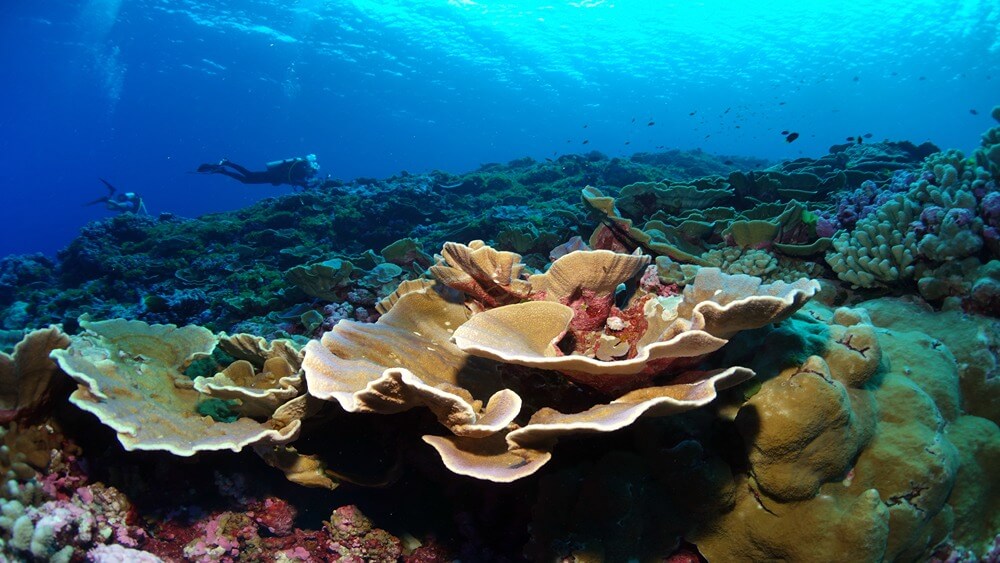 Two divers swim over a coral reef in the background, in the foreground there is a large yellow coral on the reef, and smaller pink corals.
