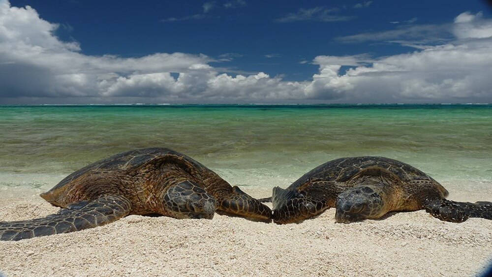 Two sea turtles on a beach.
