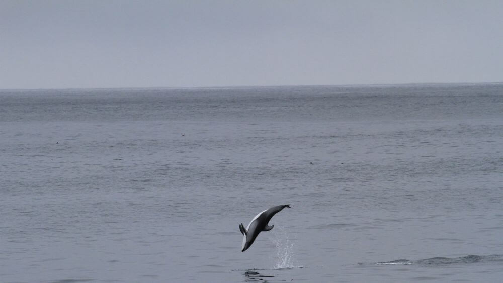 A Pacific White Sided Dolphin leaps out of the water on a gray day.