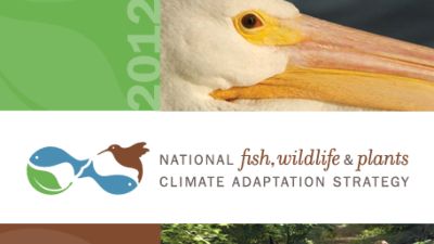 Screenshot of National Fish, Wildlife and Plants Climate Adaptation Strategy, including image of a bird.