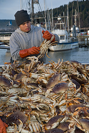 Man sorting crabs