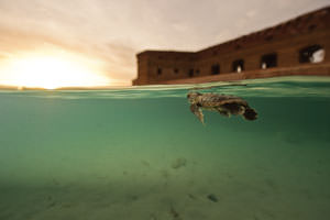sea turtle at dry tortugas