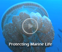 Protecting Marine Life